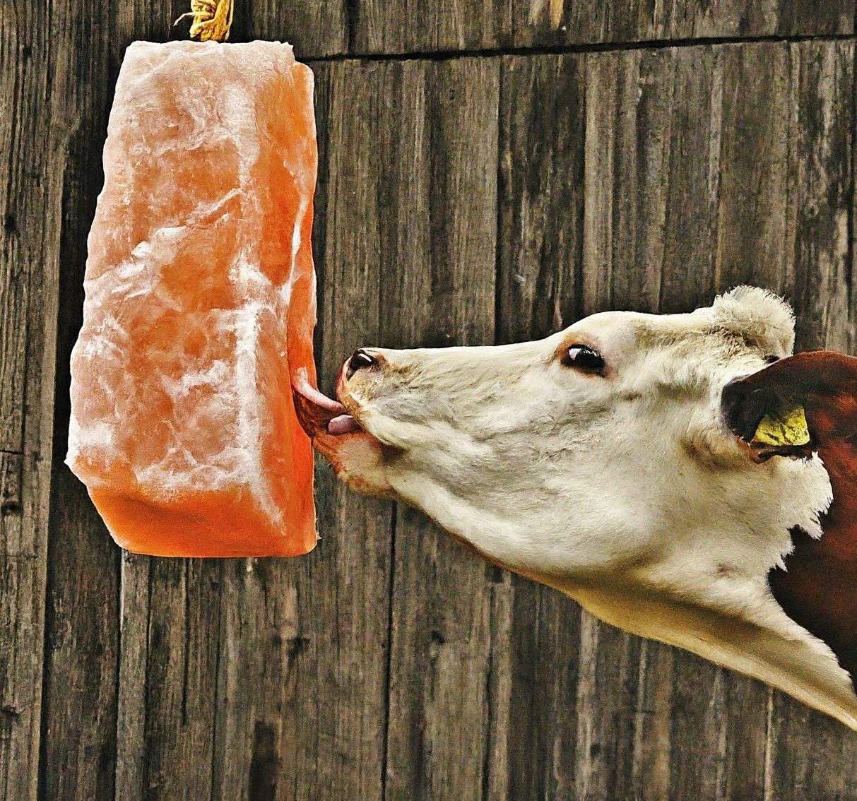 a cow licking himalayan salt